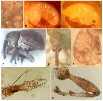 Estados de desarrollo de Anthonomus sisyphus. A) huevos; B) larva; C) pupa; D) Vista lateral del adulto; E) vista frontal de la cabeza y el pronoto; F) pigidio; G) genitalia; H) pata. (Fotos: J. L. Rodríguez Tapia)