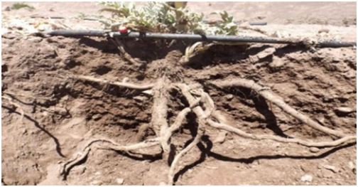 Planta de alcachofa (Cynara scolymus L.) mostrando su sistema radical