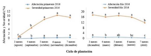 Porcentaje de afectación y de severidad en ambos ciclos de plantación en el periodo comprendido entre los tres y los siete meses de edad del cultivo (promedio de todos los cultivares). Letras desiguales en una misma curva difieren para p≤0,001 (Test de Tukey)