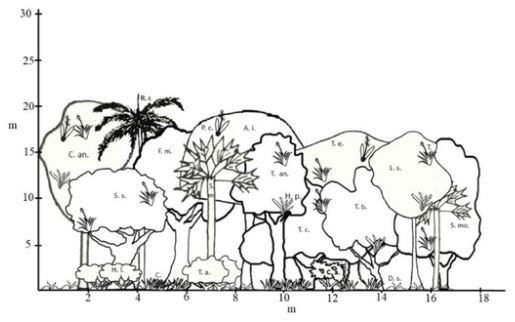 Perfil esquemático del bosque de ciénaga. A. i.: Andira inermis; C.: Cyperus spp.; C. a.: Chiococca alba; C. an.: Calophyllum antillanum; D. s.: Dicliptera sexangularis; F. m.: Ficus membranácea: H. l.: Heteropterys laurifolia; H. p.: Hohenbergia penduliflora; L. s.: Lonchocarpus sericeus; P. c.: Prosthechea cochleata; R. r.: Roystonea regia; S. m.: Sabal maritima; S. mo.: Spondias mombin; S. s.: Sapindus saponaria; T. a.: Tabernaemontana alba; T. an.: Tabebuia angustata; T. b.: Terminalia buceras; T. c.: Thespesia cubensis; T. e.: Talipariti elatum; T.: Tillandsia spp.