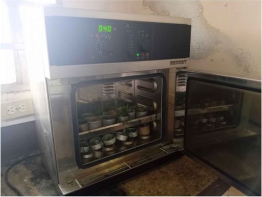 Secado artificial de las hojas de tilo