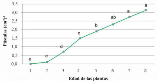 Cantidad de pústulas de la roya naranja y la edad de los cultivares. Letras iguales no difieren significativamente según Prueba de Kruskal-Wallis (p<0,01)