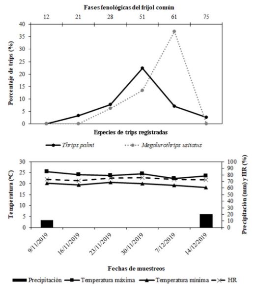 Dinámica poblacional de especies de trips asociados a Phaseolus vulgaris durante la campaña 2019-2020