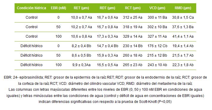 Anatomía de la raíz de plantas de soya tratadas con 24-epibrasinólida y expuestas a estrés hídrico (Dos Santos et al., 2019)