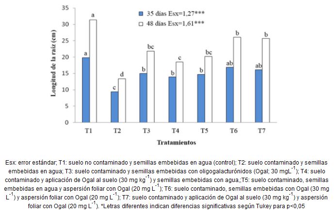 Longitud de la raíz de las plantas de tomate cultivadas en un medio contaminado con diferentes formas de aplicación de la mezcla de oligogalacturónidos (Ogal), a los 35 y 48 días de germinadas