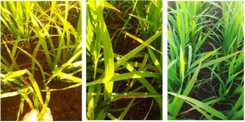 Cultivares más afectados por piriculariosis. De izquierda a derecha cultivar ‘J-104’, ‘INCA LP-7’ y ‘Roana LP-15’