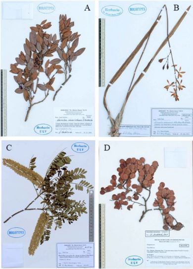 Holotipos de especies en el herbario ULV. A) Ouratea neuridesii; B) Encyclia sabanensis; C) Alvaradoa amorphoides subsp. Caribaea; D) Coccoloba berazainae (Fotos A. Toledo)