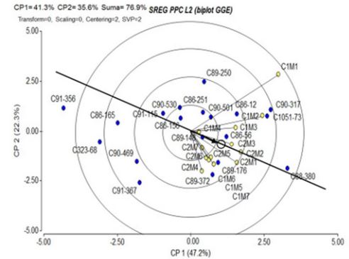 Habilidad discriminatoria y representatividad de los ambientes de prueba mediante los vectores ambientales resultantes del análisis GGE biplot