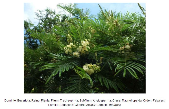 Árbol taxonómico de la Acacia mearnsii. Foto: del autor